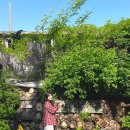 남천산장 | 부산 당일치기 여행 필수 코스 등나무꽃 포토존이 있는 남천 녹차 팥빙수