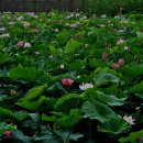 꽃의계절 이미지