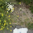 제주애월담 오션뷰 독채펜션 | 제주 애견동반 숙소 더 빌라스 오션 후기 (오션뷰 독채 펜션, 강아지 동반 여행 추천)