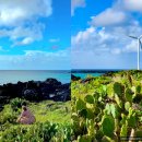 제주 월령리 선인장군락 | 7월 제주도 한림 가볼만한곳 제주 월령리 선인장 군락 주차 포토존