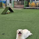 아곡 | 대구실내애견카페 대구애견카페 구미애견카페 왜관 컴페니언