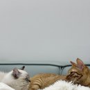 가필드 | 고양이 두 마리 집사가 선택한 가필드 카사바 모래 내돈내산 후기
