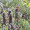 화이트샌드 이미지