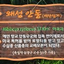 안동무궁화 이미지