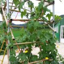 경주코튼빌리지 이미지