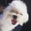 쎄븐코코