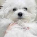 마릴린펫 이미지