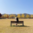 열두달 국내 여행지 추천 & 인생사진 찍기 | 국내 가을 여행지 추천 단풍 은행나무 명소 서울근교 가볼만한곳