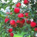 사과나무 이미지