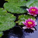 부성밧데리 이미지