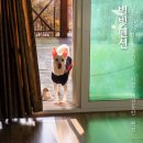 별빛애견 | 가평애견동반펜션 별빛펜션 강아지 2마리와 함께한 후기