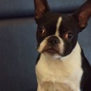 퍼피애견 이미지