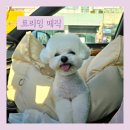 트리밍매직