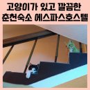 에스파스 호스텔 | 춘천 고양이가 있는 숙소 에스파스 호스텔