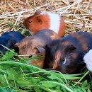 초이스치과의원 | 잇몸이 찌릿! 치과 미루다 큰코다칠 뻔한 썰