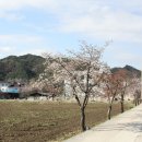 주천면 벚꽃길 이미지