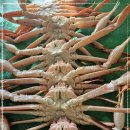 소영횟집 - 남해군 미송로 46 | 소영횟집