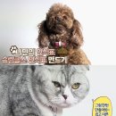 애완동물계열 슈링클스 인식표 DIY 이미지