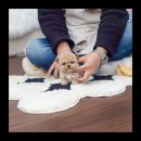 유앤미펫 고양이분양 강아지분양 인천본점 이미지