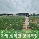 가평 야외 카페 추천, 샤스타데이지 만개한 양떼목장