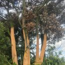 성읍리-23 이미지