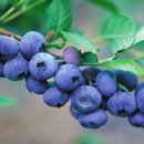 대종농장 이미지