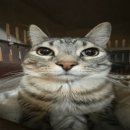 도르담