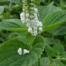 들깨나라 이미지