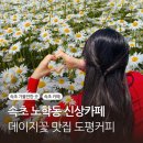 속초 노학동 신상카페 도평커피 데이지 장미 꽃구경