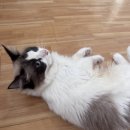 고양이 행복 쉼터 이미지