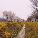 강산아파트 노인정 | 날씨 똥망 오산천 벚꽃투어 후기