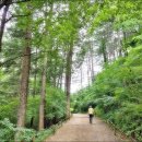 직동교 | 광릉숲길, 국립수목원 전나무숲길 트레킹