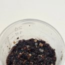 키친달팽이 | 명주달팽이 방생 후 2 - 남은 달팽이들과 알 부화한 새끼달팽이들