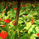 금산인삼 이미지