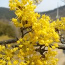 노란 꽃 피운 생강나무 이미지