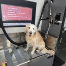 강아지 목욕탕 이미지