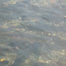 하조대캠핑카 이미지