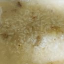 이레네 강아지 이미지