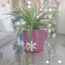 멋쟁이 헤어 이미지