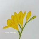 꽃그림 보타니컬 색연필화 | 🌼[문화센터 여름학기 개강] 보태니컬 아트 첫걸음, 노란 프리지아 색연필화 그리기