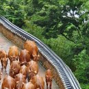 소떼농장 이미지