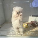 펍스에비뉴