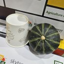 해남 미니밤호박!!! 이미지