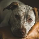 가족이랑개 이미지