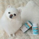 민화 속 반려동물 | 반려동물 종합 영양제 펫파워 후기