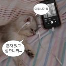 [2703] 돈워리암해피 ⋆◡̎⋆ 해피한 순간 모음집만 가득하길. zip