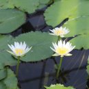 사랑7080라이브 이미지