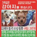 요크셔테리어 숫놈 9세 중성화됨. 대전시 유성구 반석동에서 10월 22일 실종 사례금 200만원 세종분들도 도와주세요 이미지