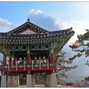서천 마량리 동백나무 숲 이미지