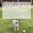 양평 1박2일 애견동반 여행 1일차 &#39; 몽이네펜션, 모꼬지댕애견카페 &#39;